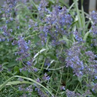 Catmint